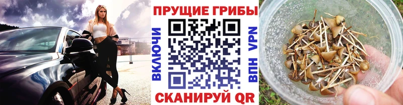 mega tor  дарнет шоп  Томари  Псилоцибиновые грибы Psilocybine cubensis 